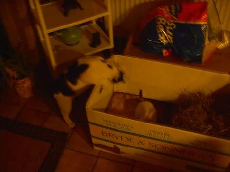 Blanding af racer Tilde - Tilde syntes kaninen vi havde fundet i affaldet var meget spændene.. :) billede 5