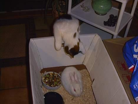 Blanding af racer Tilde - Igen tror hun, at hun kan fange den, men når den bevægede sig, blev hun bange.. billede 6