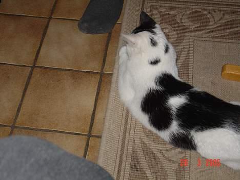 Blanding af racer Tilde billede 7