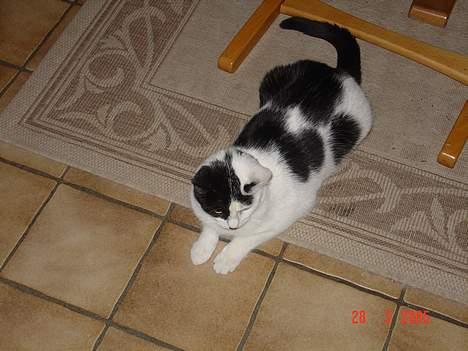 Blanding af racer Tilde billede 8