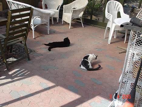 Blanding af racer Tilde - Her ligger vi på taressen. Den er overdækket, så her er dejlig varmt.. billede 11