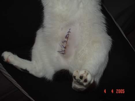 Blanding af racer Tilde - steraliseret blev jeg også... billede 13