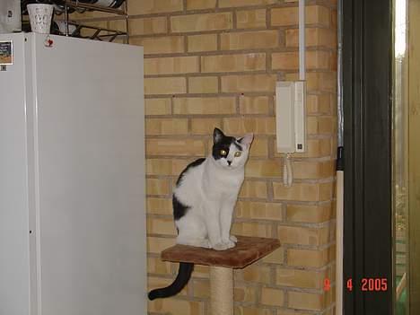 Blanding af racer Tilde - Tynd udgave.. Er vist lidt tykkere nu, men har det godt... billede 14