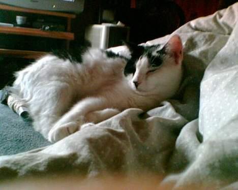 Blanding af racer Tilde - Her med forbinding på halen, efter den blev amputeret, pga en dum bil billede 15