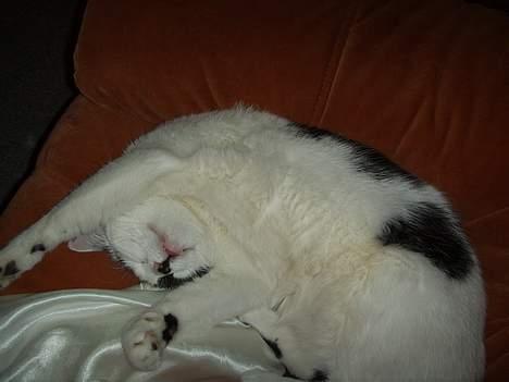 Blanding af racer Tilde - Tid til en lur... billede 16