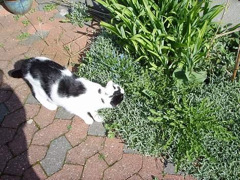 Blanding af racer Tilde - Leg i haven... billede 17