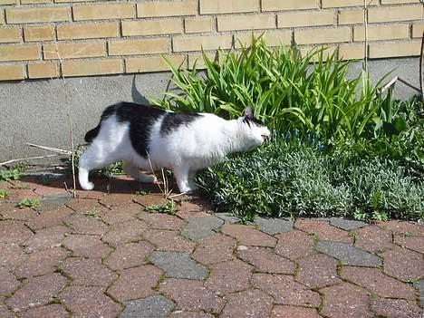 Blanding af racer Tilde - smager godt... Hi hi... billede 18