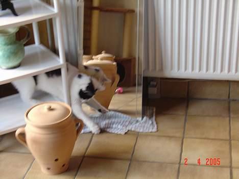 Blanding af racer Tilde billede 19