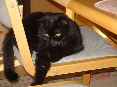 Huskat Misty - R.I.P d.08/01-200 - Se, jeg er farlig.. :) billede 1