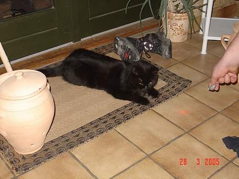 Huskat Misty - R.I.P d.08/01-200 - lege syg... billede 2