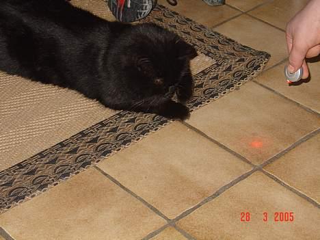 Huskat Misty - R.I.P d.08/01-200 billede 3