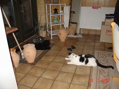 Huskat Misty - R.I.P d.08/01-200 billede 4