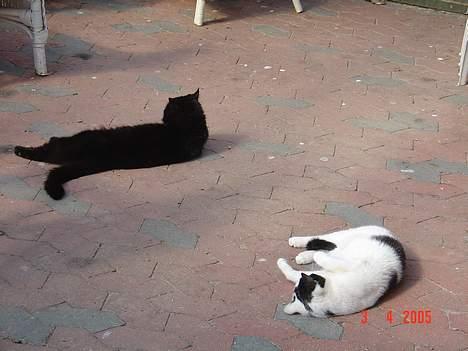 Huskat Misty - R.I.P d.08/01-200 billede 5