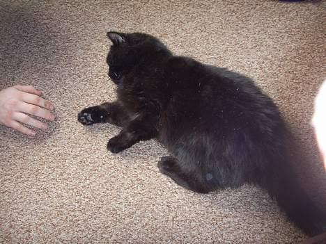 Huskat Misty - R.I.P d.08/01-200 billede 6