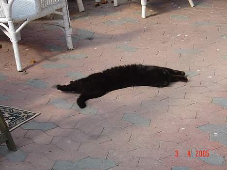 Huskat Misty - R.I.P d.08/01-200 - Flader vildt.. :) billede 7