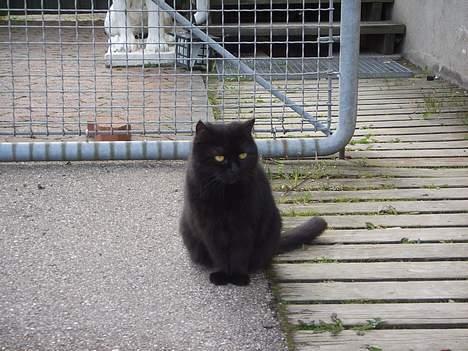 Huskat Misty - R.I.P d.08/01-200 - Er jeg ikke smuk?? billede 8