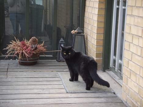 Huskat Misty - R.I.P d.08/01-200 - Tager du stadig billeder?? billede 9