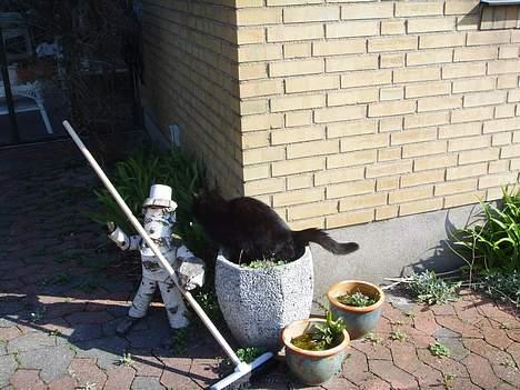 Huskat Misty - R.I.P d.08/01-200 - Ups, tisser i mors blomster billede 10