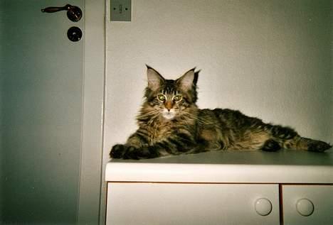 Maine Coon Tabby billede 4