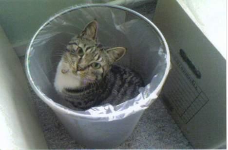 Huskat Mille - Se hvor fræk jeg er siger Mille. Hun er selv hoppet i papirskurven! hehe billede 10