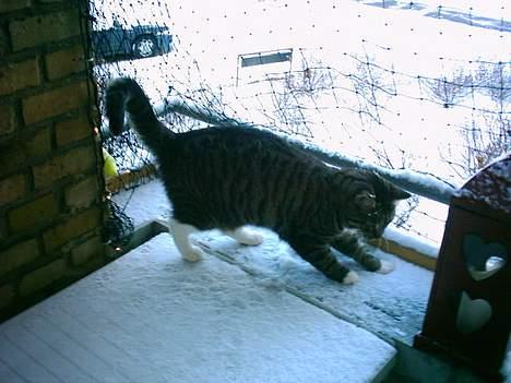 Huskat Mille - Elsker at lege i sne ude på altanen! billede 11
