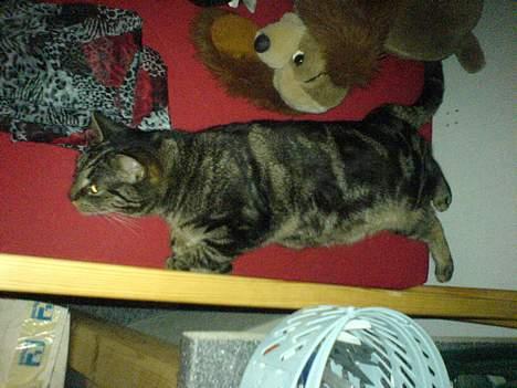 Huskat Trunte - snupper lige en lur billede 5