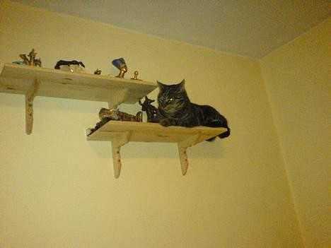 Huskat Trunte - kaprer endnu en hylde billede 6