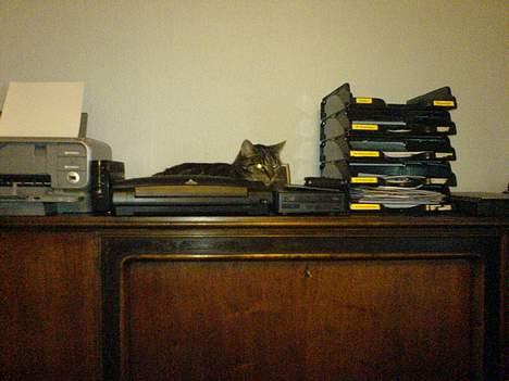 Huskat Trunte - her kan man også ligge billede 7