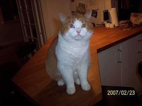 Huskat Stardust - Smukke Stardust billede 1