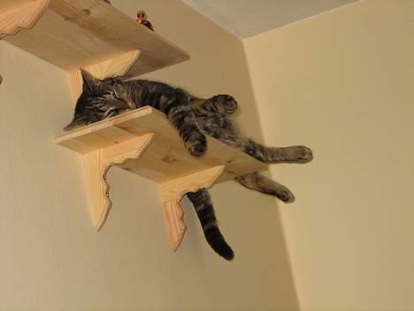 Huskat Trunte - godnat billede 8