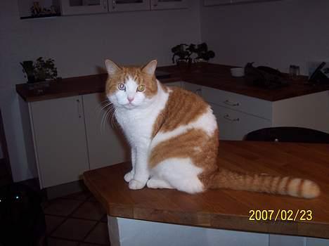 Huskat Stardust billede 2