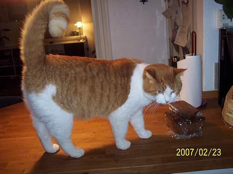 Huskat Stardust billede 3