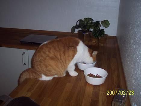 Huskat Stardust - Æv kattepiller, vil hellere have noget dåsemad billede 4