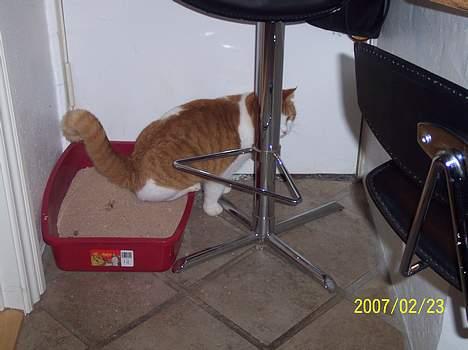 Huskat Stardust - Man skulle nødigt få beskidte forpoter billede 5