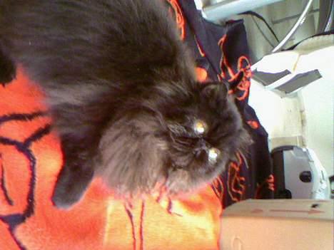 Perser Buffy billede 2