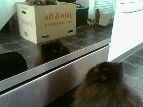 Perser Buffy billede 3