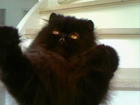 Perser Buffy - Parat til en krammer billede 4