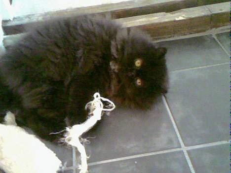 Perser Buffy - En ´lugte´ mus er altid god billede 5