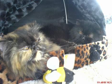 Perser Buffy - Buffy og Mulle på udstilling-de hygger billede 6