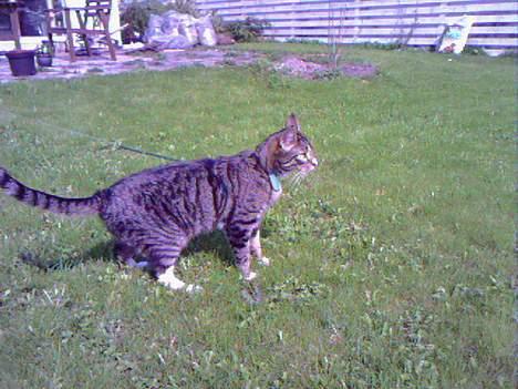 Huskat Boogie billede 2