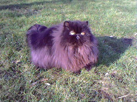 Perser Buffy - Er er skønt at komme ud billede 7