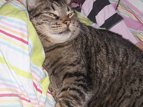 Blanding af racer mio billede 17