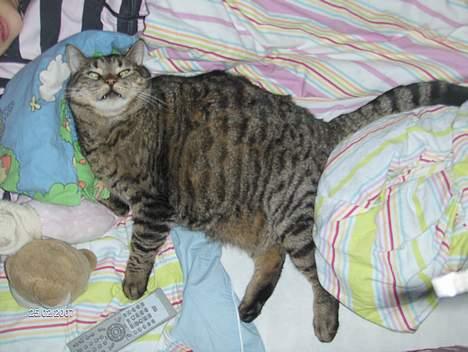 Blanding af racer mio billede 18