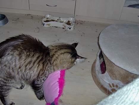 Maine Coon  Vingsted´s  Gentlemann - Gentlemann med sin elskede Bratzpude billede 17
