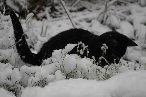 Huskat Ole - Ole i sneen for første gang i hele sit liv :) januar 2007 tror jeg... billede 1