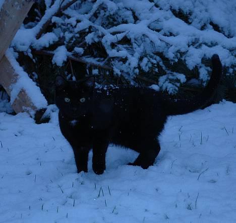 Huskat Ole - Olebole... billede 2