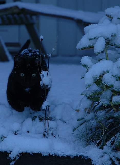 Huskat Ole - Utroligt sødt billede synes jeg (;<3 billede 3