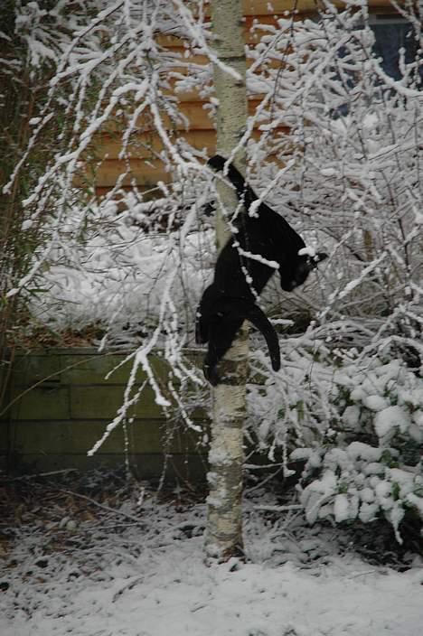 Huskat Ole - oles yndlings beskæftigelse.. -Klatre i træer! (her er han dog på vej til at falde ned ;) billede 4