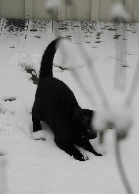 Huskat Ole - Bole leger med sneen billede 5