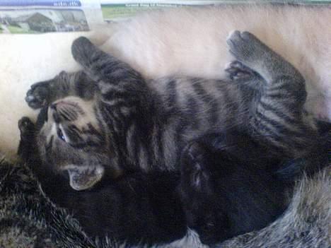 Huskat Ole - Ib og Ole og deres sidste bror (den gule klump øverst på billedet) da de var helt små (; nurh <3 billede 6